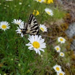 Meet your Posher, Kail